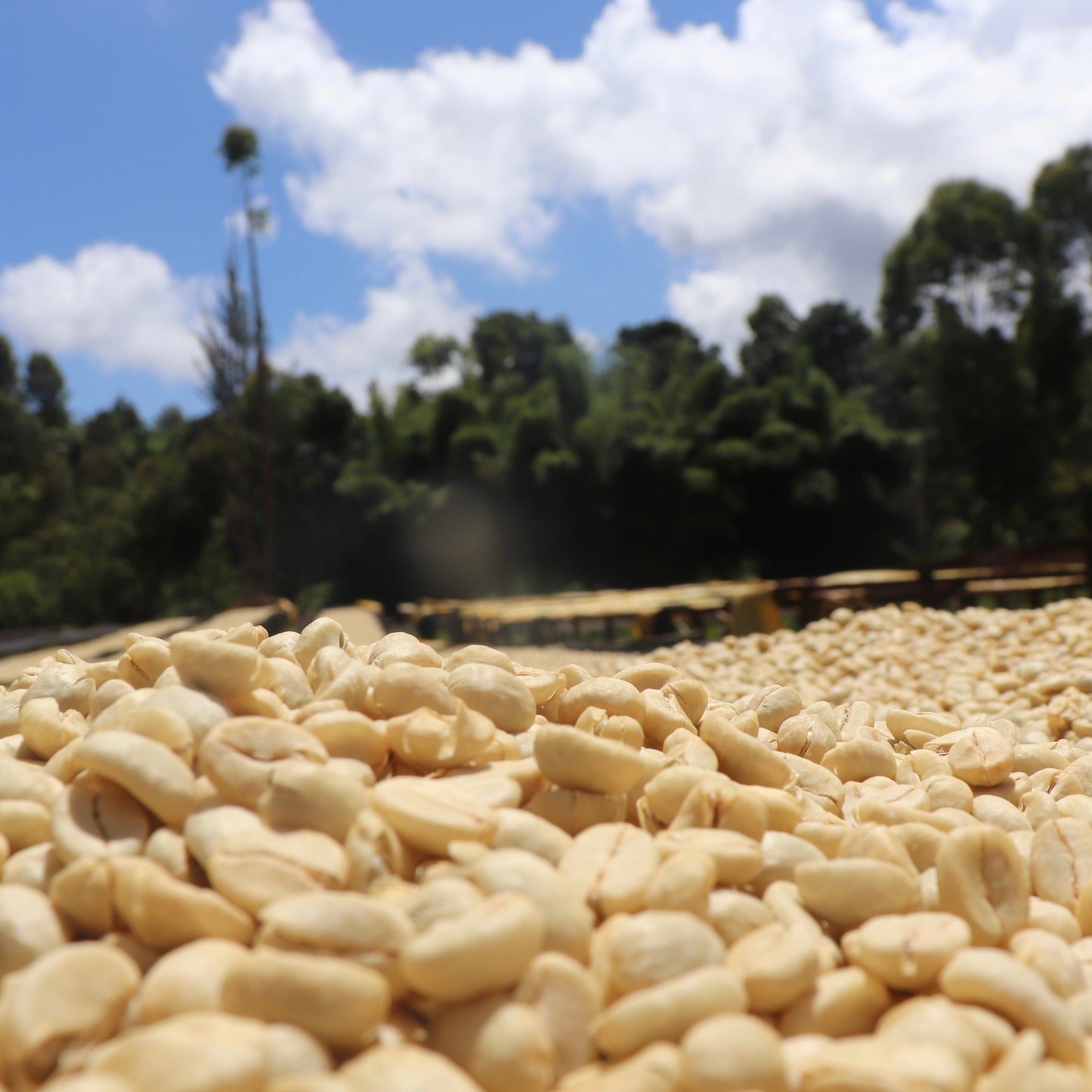 Gakundu Wet Mill Kenya 200gr.