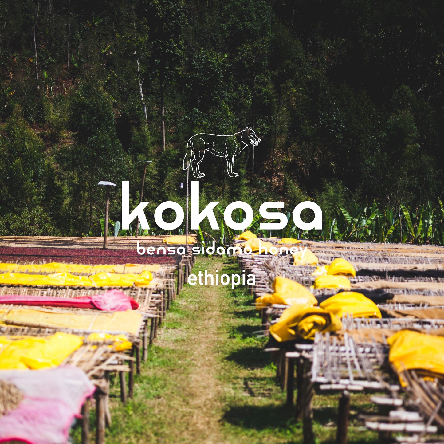 Drip Bag × 5 (Kokosa Bensa Sidamo)