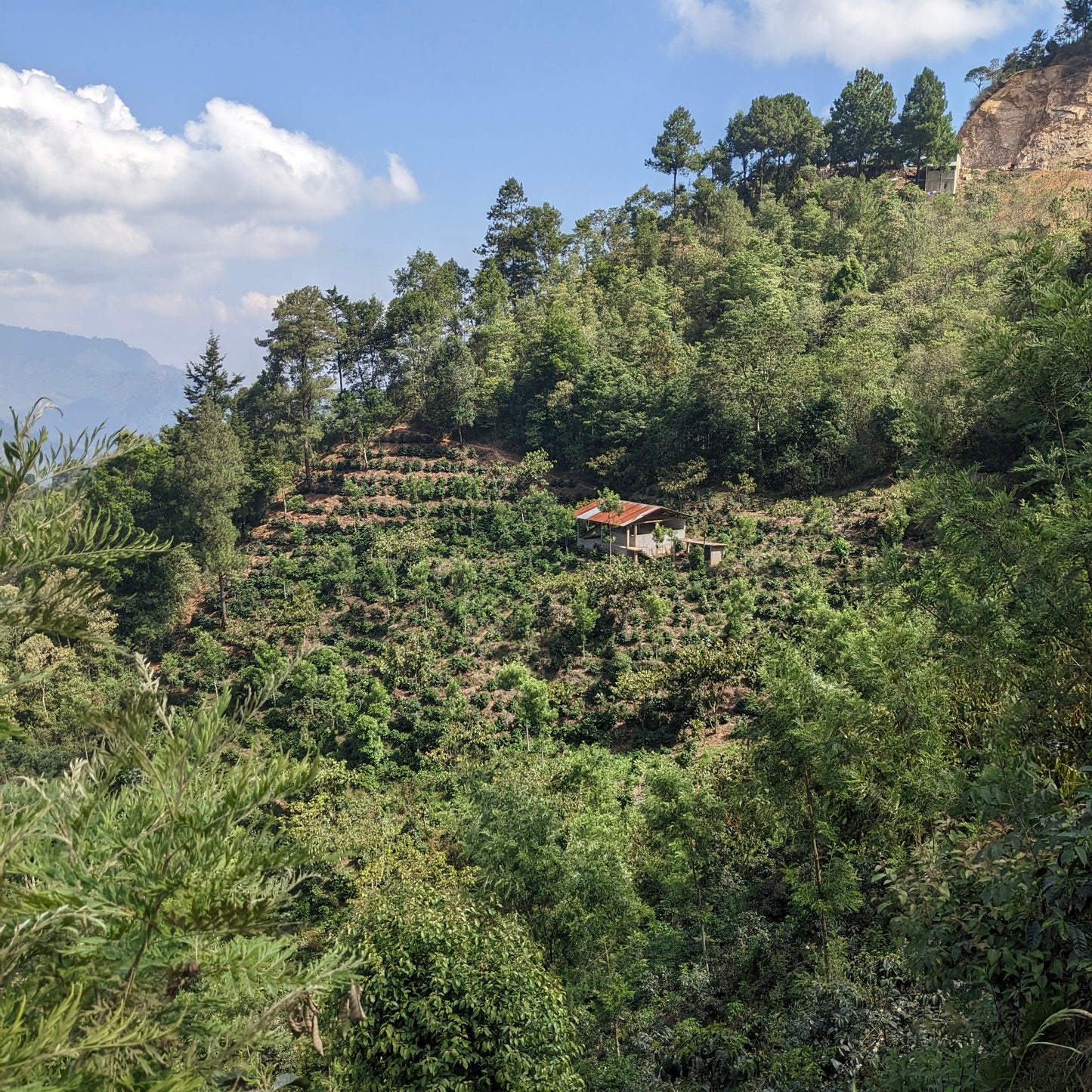 Minga Mendez Typica / Bourbon Fully Washed Guatemala 200gr.
