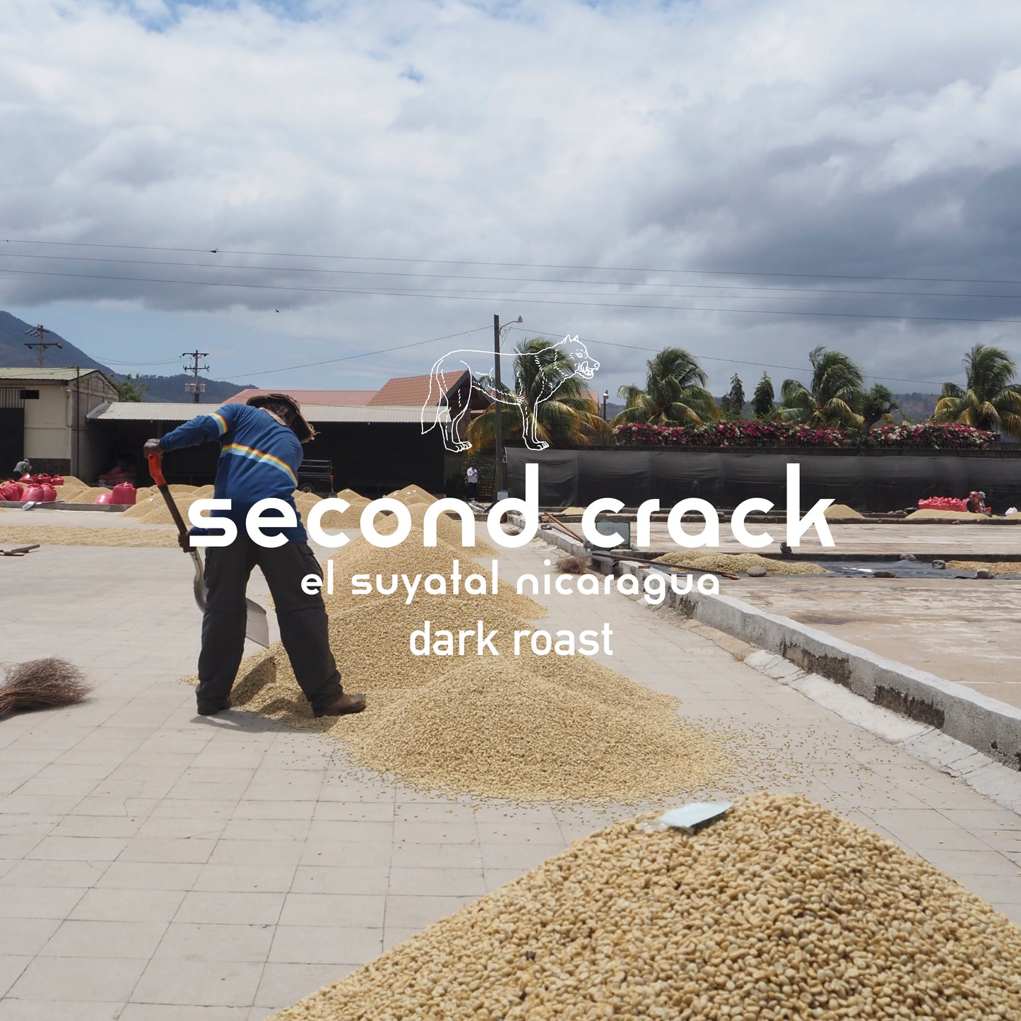 Drip Bag × 5 (second crack)