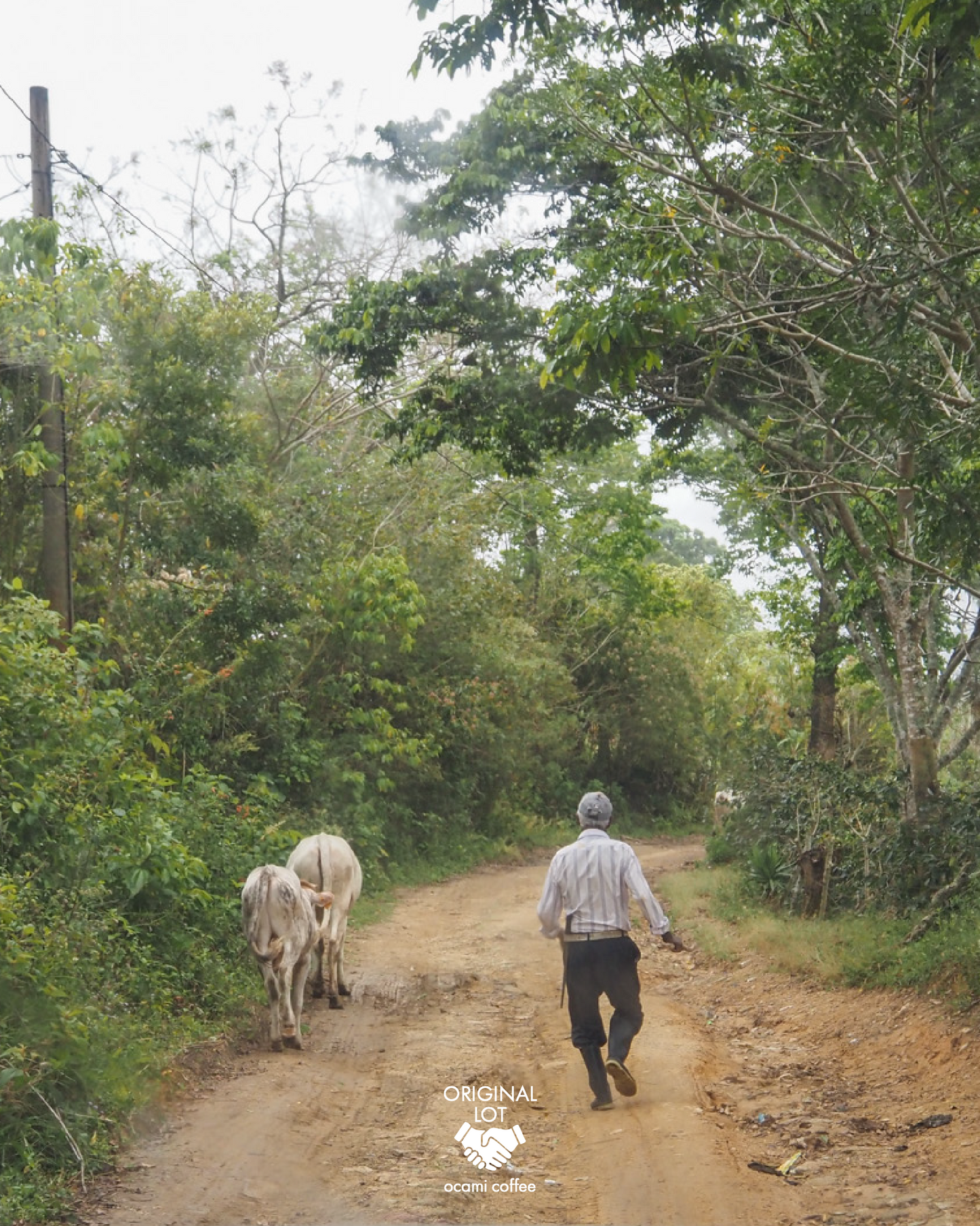 Los Alpes Caturra Micro oxygenation Natural Nicaragua200gr.
