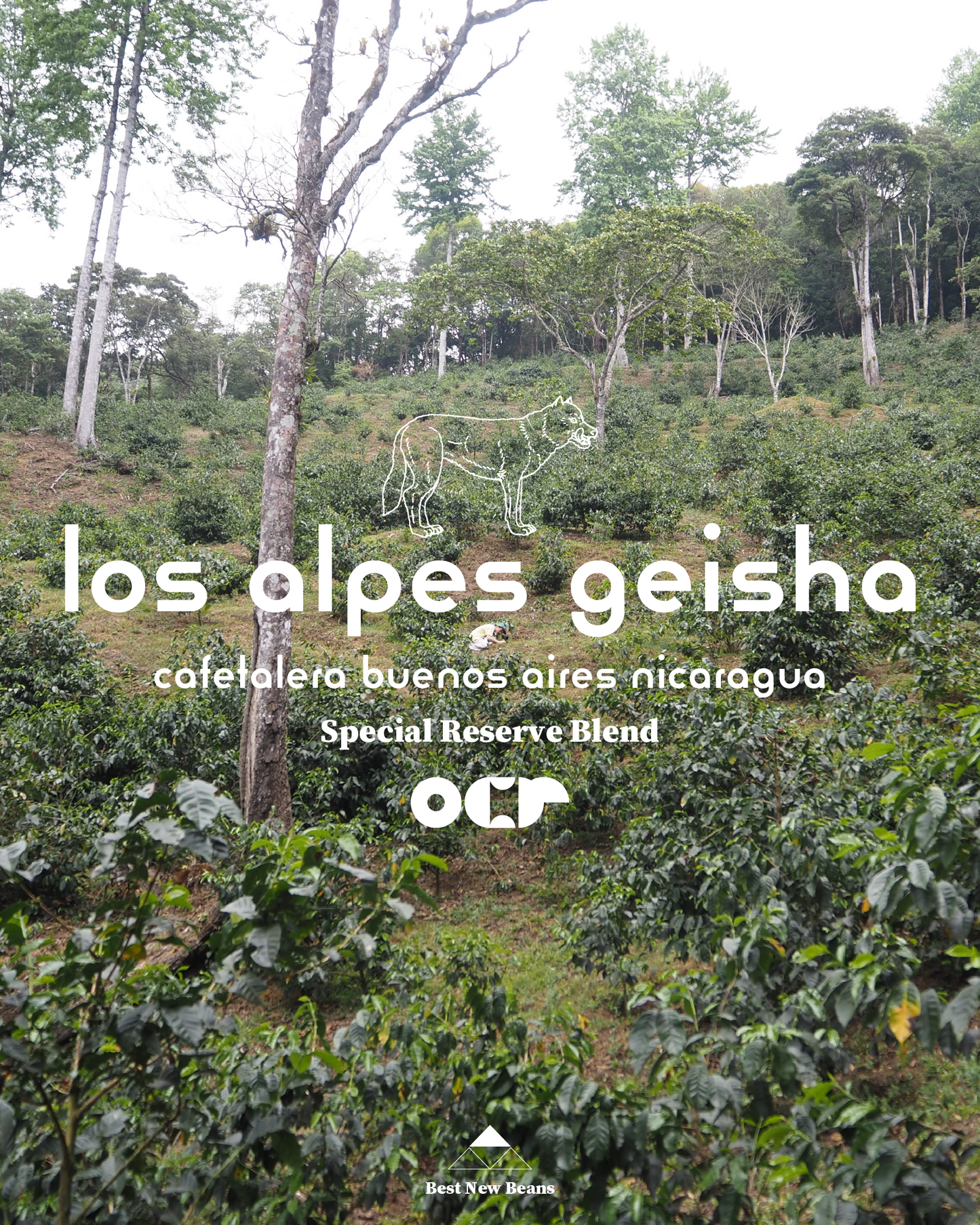 Special Reserve Blend - Los Alpes Geisha 60gr.
