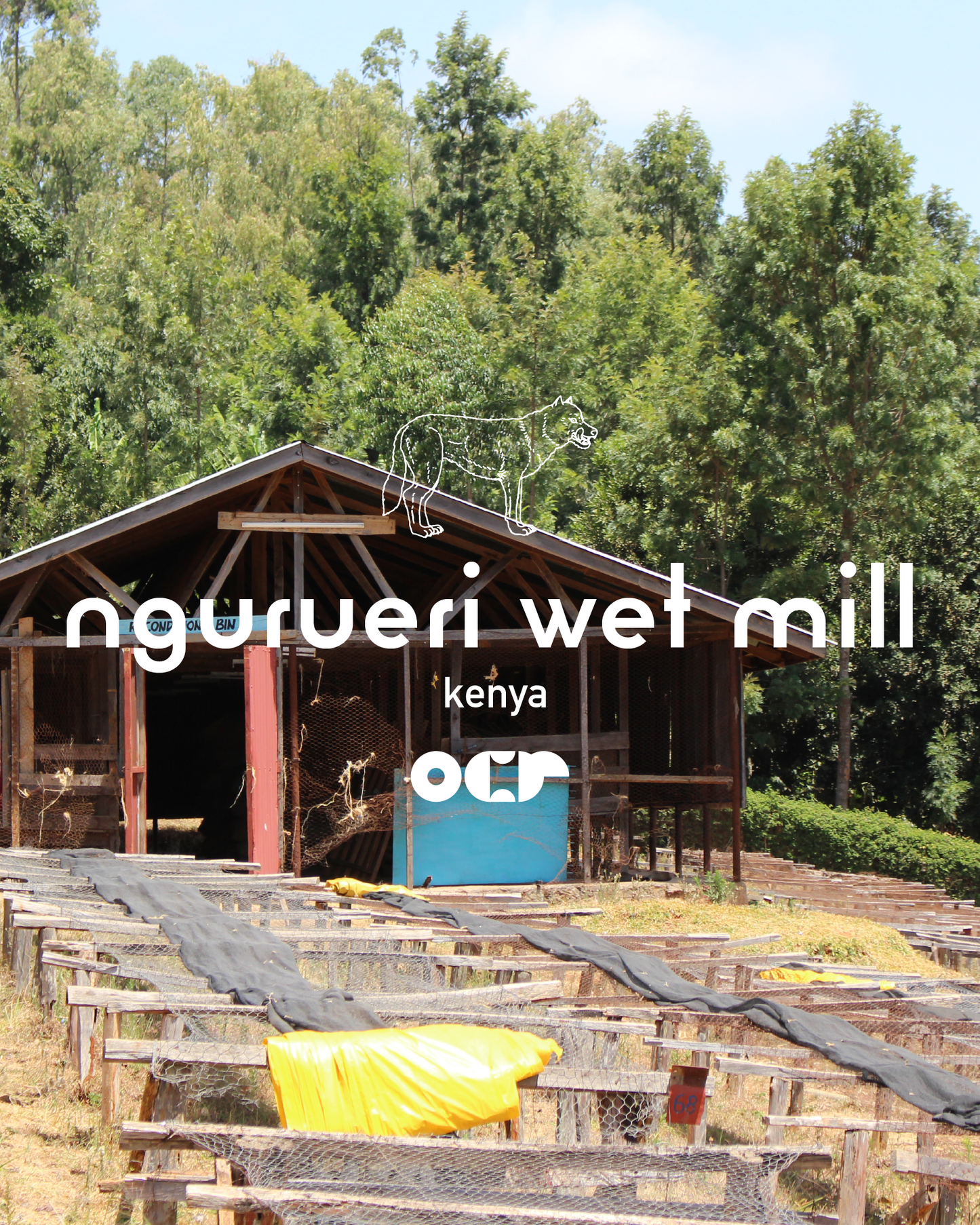 Drip Bag × 5　（Ngurueri Wet Mill）