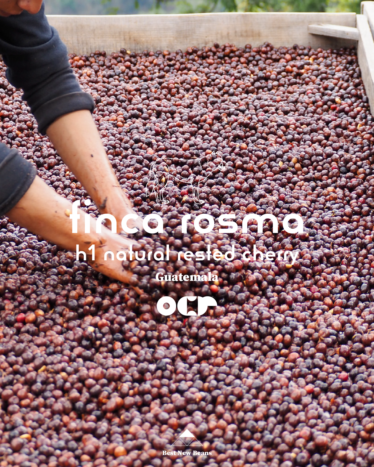 Finca Rosma H1 Natural Rested Cherry Guatemala 200gr.