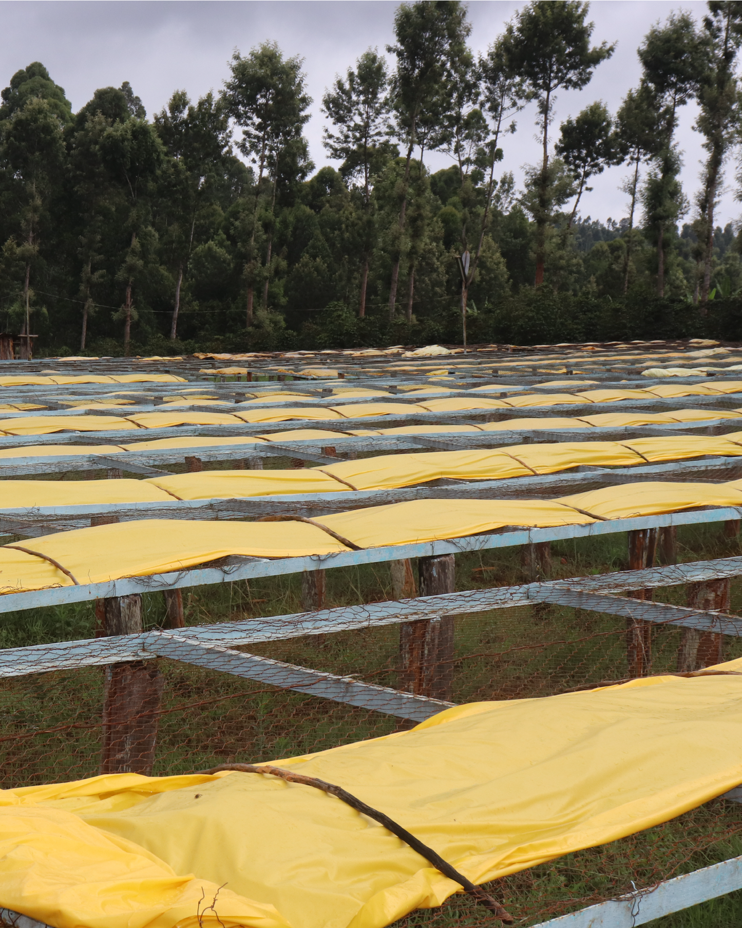 Gaturiri Wet Mill Kenya 200gr.