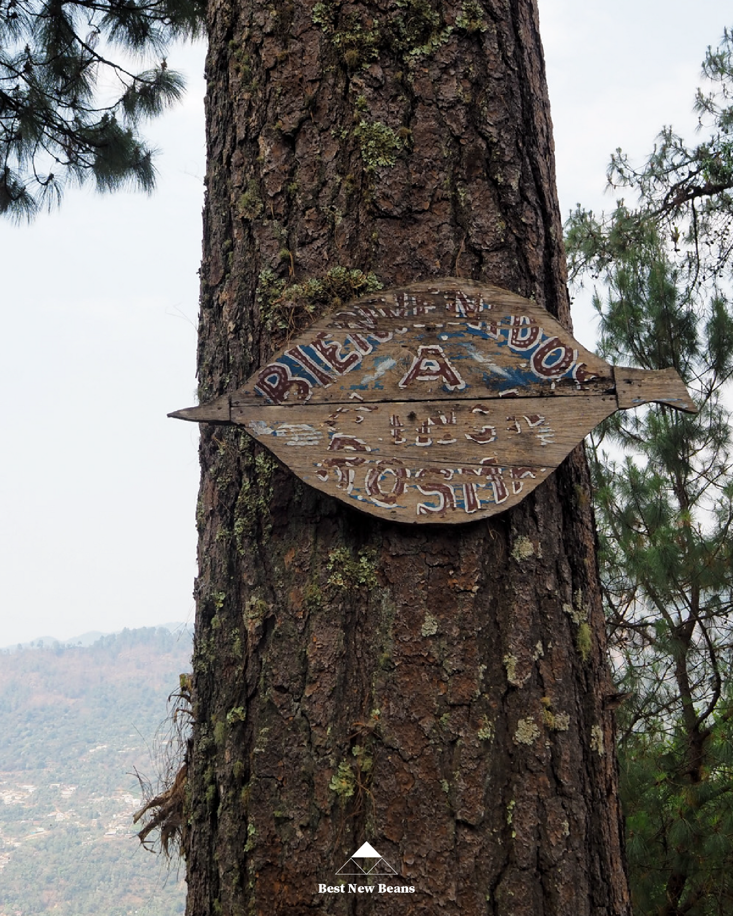 Finca Rosma H1 Natural Rested Cherry Guatemala 200gr.