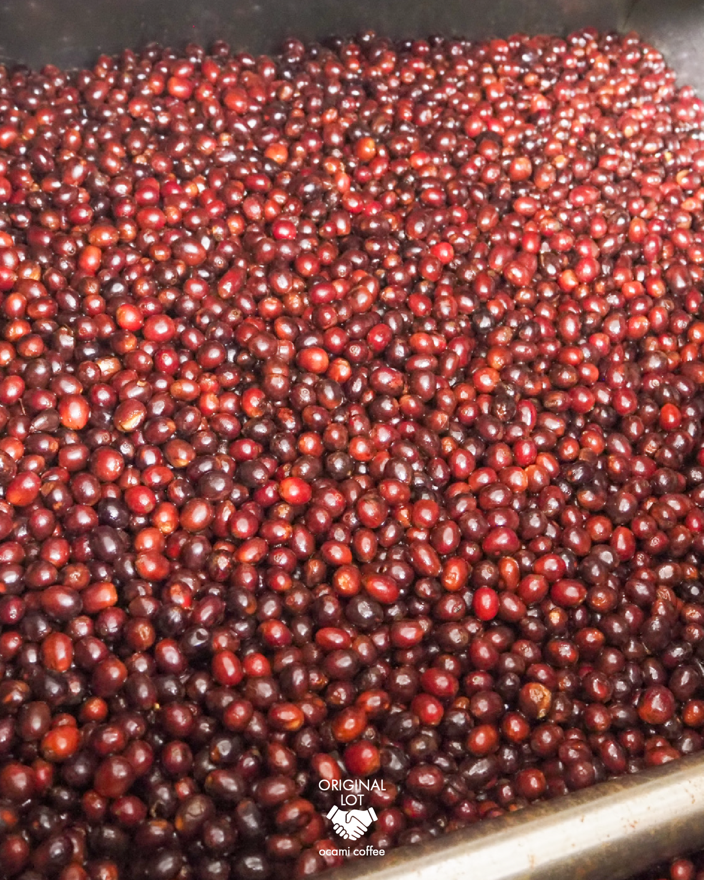 Los Alpes Caturra Micro oxygenation Natural Nicaragua200gr.