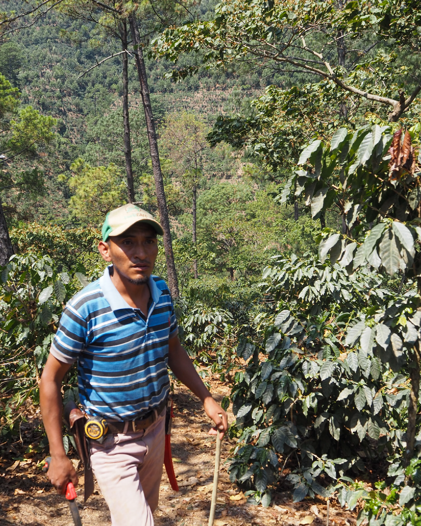 Bella Elizabeth Guatemala 200gr.