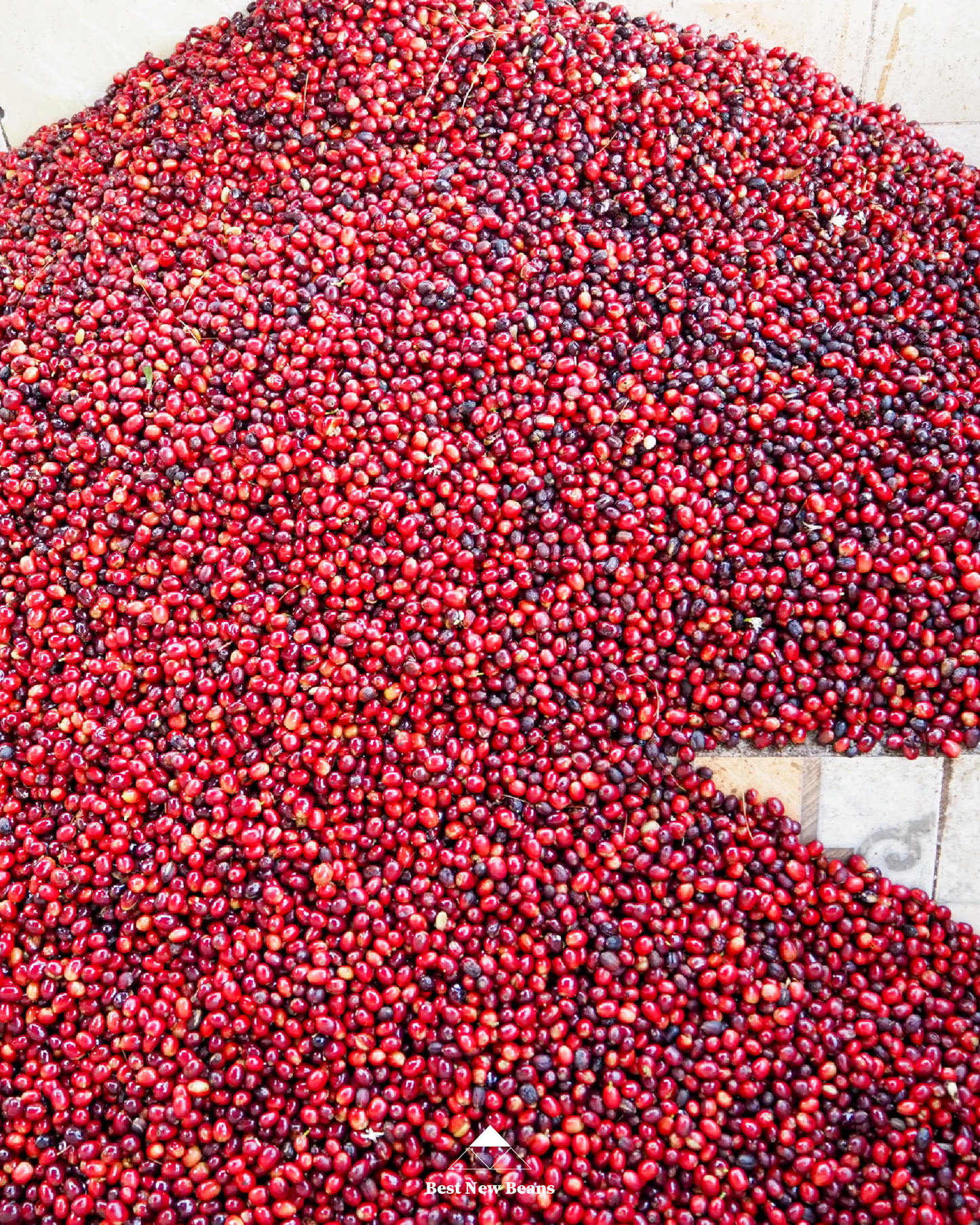 Finca Rosma H1 Natural Rested Cherry Guatemala 200gr.