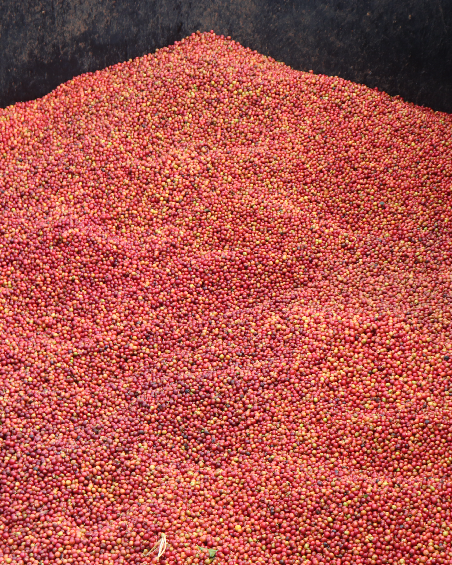 Gaturiri Wet Mill Kenya 200gr.