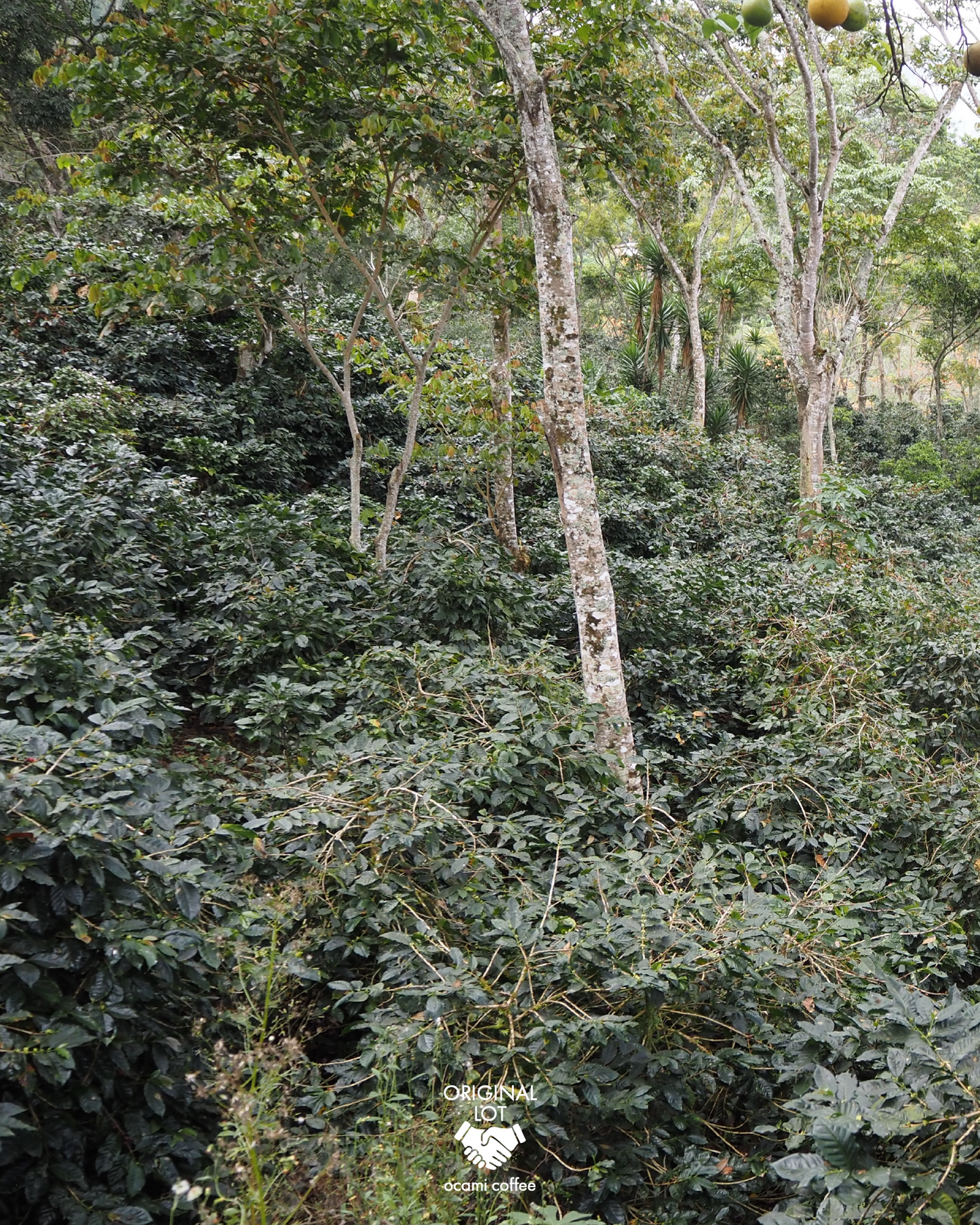 Monte Libano Caturra Anaerobic Natural Nicaragua 200gr.