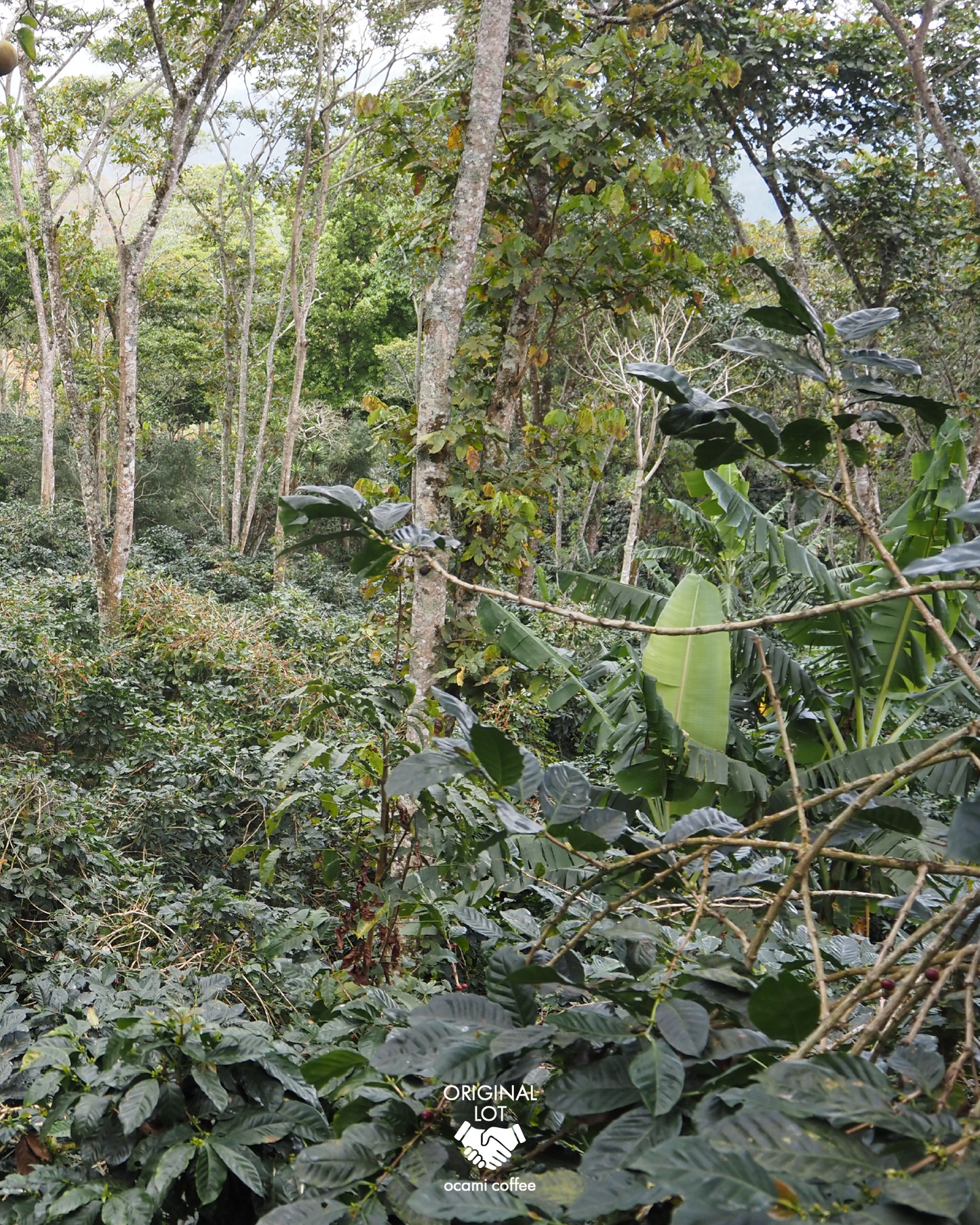 Monte Libano Caturra Anaerobic Natural Nicaragua 200gr.