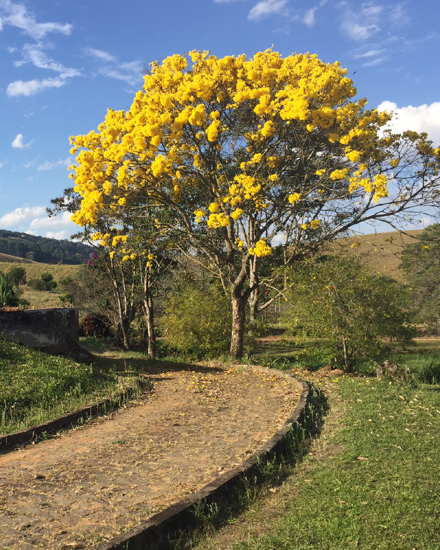 Granja São Francisco Brazil 200gr.