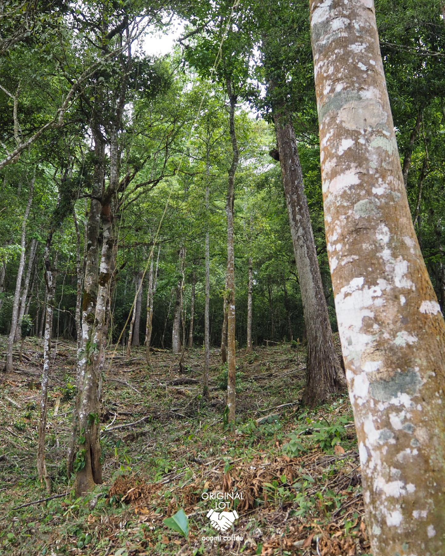 Los Alpes Caturra Micro oxygenation Natural Nicaragua200gr.