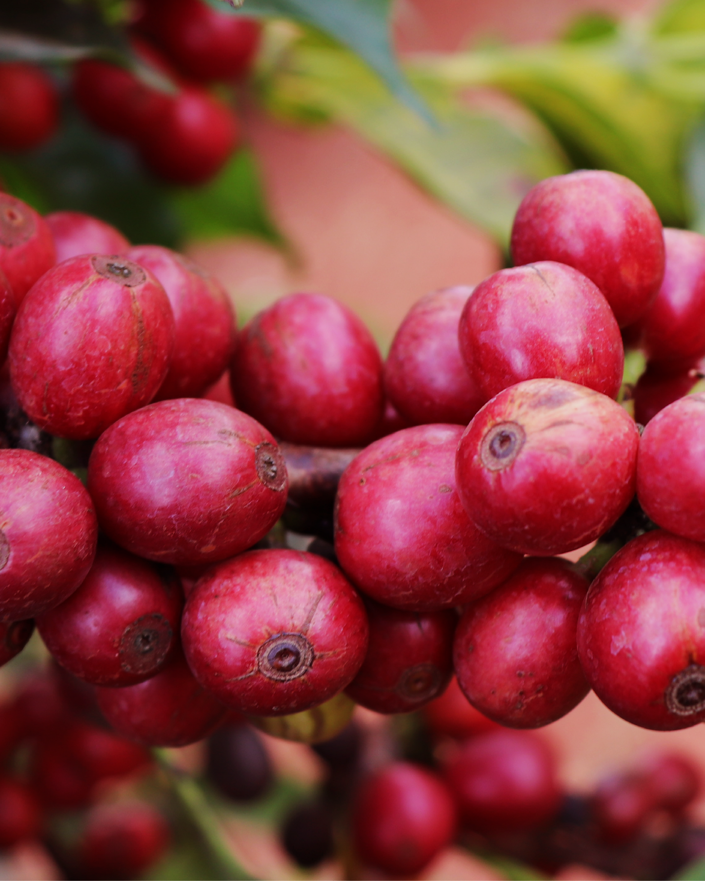 Gaturiri Wet Mill Kenya 200gr.