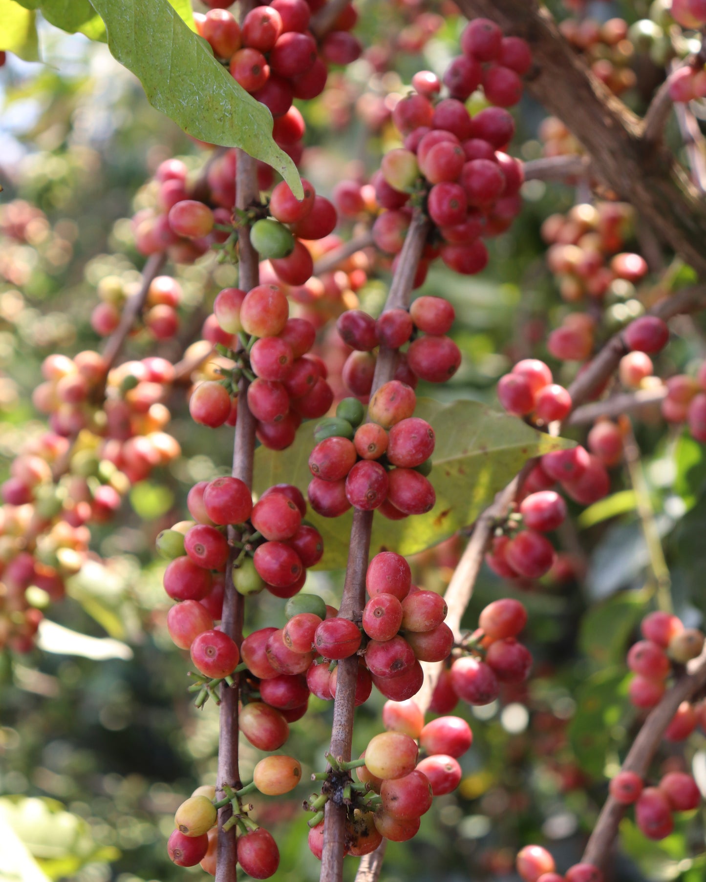 Kahete Wet Mill Kenya 200gr.