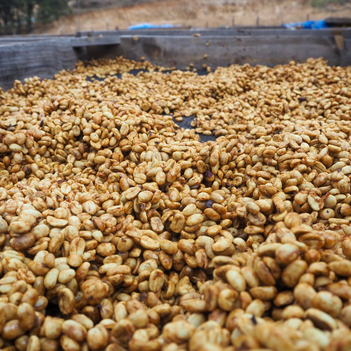 Los Aguacatones Yellow Honey Guatemala 200gr.