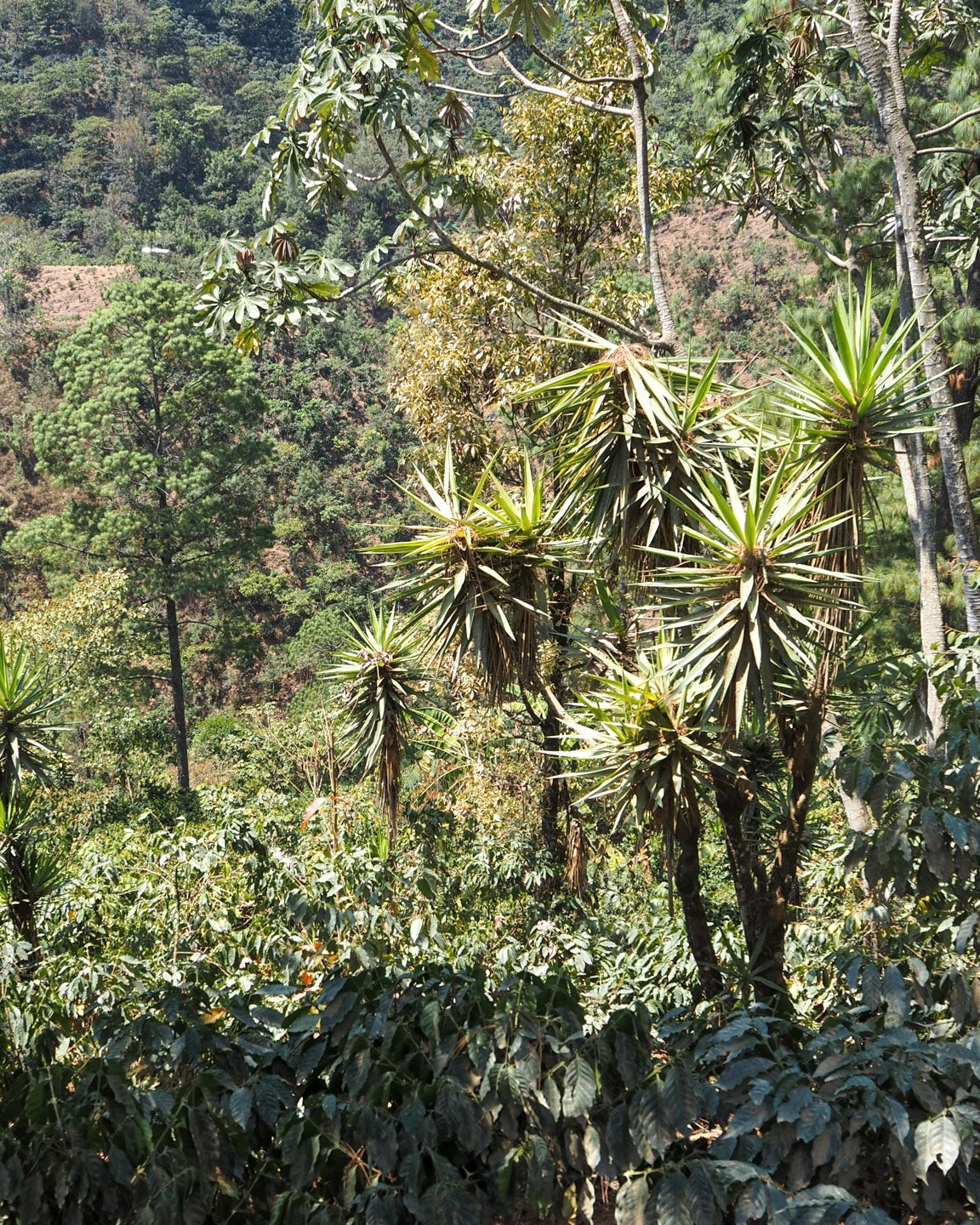 Bella Elizabeth Bourbon/Caturra Natural Guatemala 200gr.