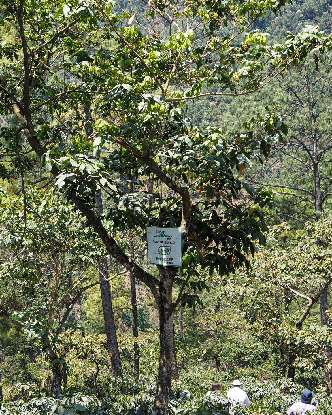 Bella Elizabeth Bourbon/Caturra Natural Guatemala 200gr.
