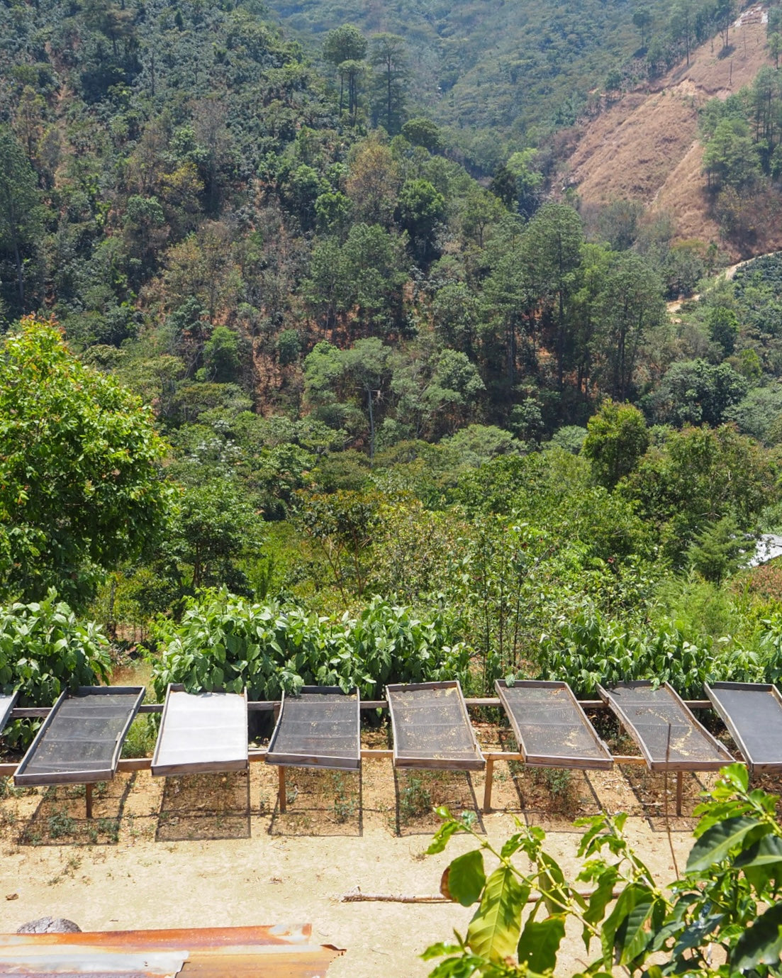 Bella Elizabeth Bourbon/Caturra Natural Guatemala 200gr.